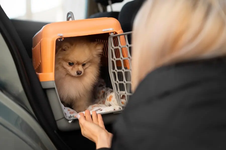 Como transportar animais de estimacao na mudanca Yo!Place Mudanças