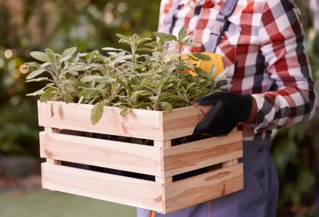 Mudanças em Brasília Como transportar plantas com segurança